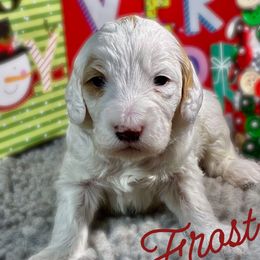 Frost - Parti male Goldendoodle puppy in Travelers Rest, South Carolina from Bailey Mountain Doodles
