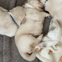 Golden Retriever Puppies from Ruff Life Goldens