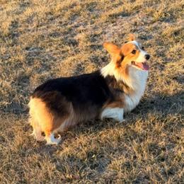 Patti - Pembroke Welsh Corgi