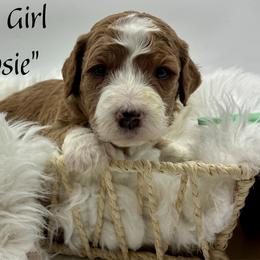 Rosie - Red  female Goldendoodle puppy in Travelers Rest, South Carolina from Bailey Mountain Doodles