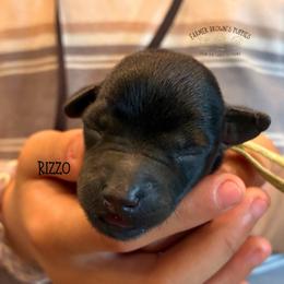 Rizzo - Black male Schnoodle puppy in Sedalia, Missouri from Farmer Brown's Puppies
