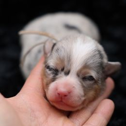 Gravy-Tan collar - Blue merle and white male American Corgi puppy in Benjamin, Utah from Nuna’s  Corgis
