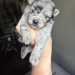 Stone - Merle male Pomsky puppy in Kingston, Michigan from Browns Pomskys