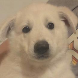 Boy 2 - White male German Shepherd puppy in Tonopah, Nevada from Mercy's White Shepherds