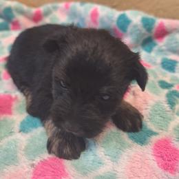 Max - Black and silver male Miniature Schnauzer puppy in Warrenville, South Carolina from All Paws Pet Resort