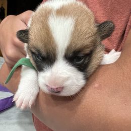 Marcie - Sable female Pembroke Welsh Corgi puppy in Jefferson, Pennsylvania from Willis Farm