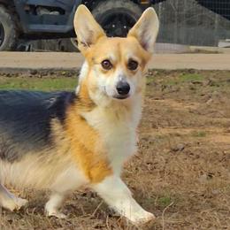 Tempy - Pembroke Welsh Corgi