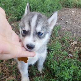 German Shepherd and Siberian Husky Puppies from Sininger Lagoon