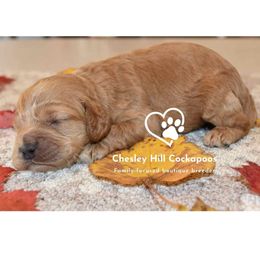 Cockapoo Puppies from Chesley Hill Cockapoos