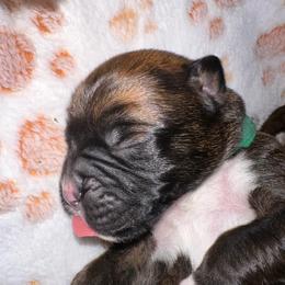 Green collar boy - Brindle male Boxer puppy in Fall River, Massachusetts from DaCosta’s Boxers