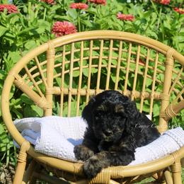 Gil - Tri-color male Bernedoodle puppy in Lowry City, Missouri from Cooper Creek Puppies