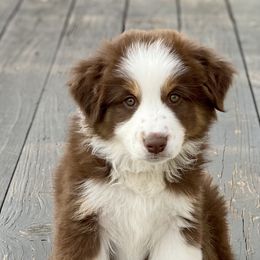 Miniature Australian Shepherd Puppies from Water's Edge Aussies