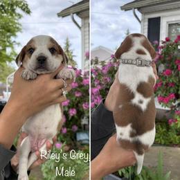 Boy 4 - male Beagle puppy in Brownsville, Oregon from Beagles on the Run