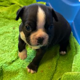 A. Black Boy - Black and white male Boston Terrier puppy in Mc Donough, Georgia from Ballard Boston Terriers