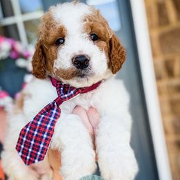 Boy 2 - Parti male Goldendoodle puppy in Marion, Ohio from Doodles & Doxies
