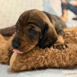 Molly - Wild boar female Dachshund puppy in Superior, Montana from Never Land Dachshunds of Montana