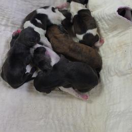 Boy - Brindle male Shih Tzu puppy in Missouri from Farm Animal Mommy Shih tzu's Michalek Dog Breeder