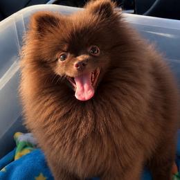 Canela - Pomeranian