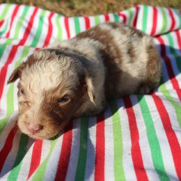 Joker - Red merle male Australian Shepherd puppy in Four Oaks, North Carolina from RoseWest Farms