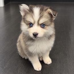 Mochi - Gray and white male Pomsky puppy in La Verne, California from Red Cedar Pomskies