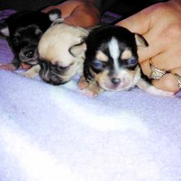 Chihuahua Puppies from Chilove Chihuahuas