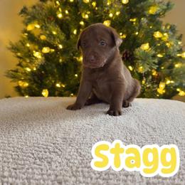 Stagg - Chocolate male Labrador Retriever puppy in Lucasville, Ohio from Backwoods Labradors