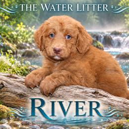 River - White female Bernedoodle puppy in Westminster, South Carolina from Goldendoodlepuppiessc