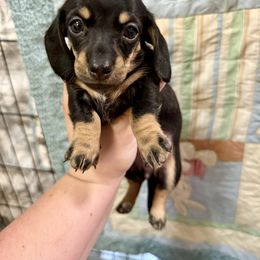 Bagel - Black and cream female Dachshund puppy in Centralia, Washington from FairyTail Dachshunds