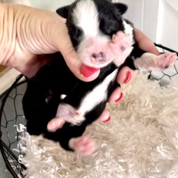 Aussiedoodle, Australian Shepherd, and Miniature Australian Shepherd Puppies from Bline's Awesome Aussies CA