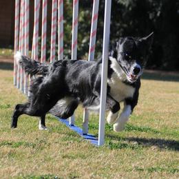 Border Collies from Resolution Border Collies