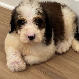 Pluto - male Australian Mountain Doodle puppy in Trion, Georgia from Big Daddy Doodles
