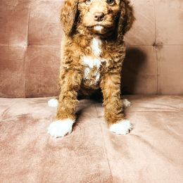 Goldendoodle Puppies from The Doting Doodle