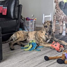 Great Dane Puppies from F&B Kennels