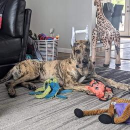 Great Dane Puppies from F&B Kennels