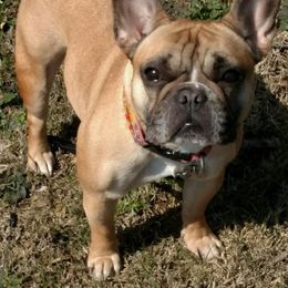 French Bulldog All Grown Up from Flawless Frenchies