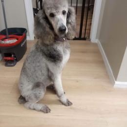 Misty - Poodle