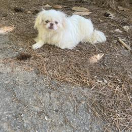 AKC Ivory - White female Pekingese puppy in Cumming, Georgia from Imperial Pekingese