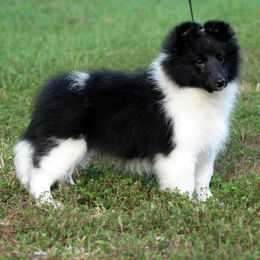 Shetland Sheepdogs from Odyssey Shetland Sheepdogs