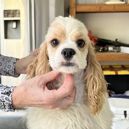 Cocker Spaniel Puppies from Dovecreek Cockers