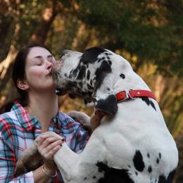 Great Dane All Grown Up from Chicago Danes