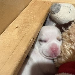 Albert - Merle male Chihuahua puppy in Canton, Texas from Heavenly Chihuahua