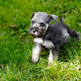 Lil Peppy - Salt and pepper male Miniature Schnauzer puppy in Snowflake / Phoenix, Arizona from Snowflake Schnauzers