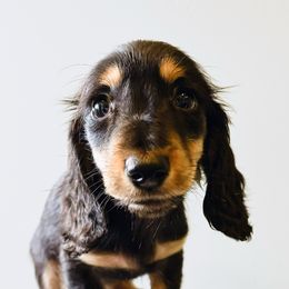 Robin 3000 - Black and tan male Dachshund puppy in Sylvania, Alabama from Yancey’s Doxies