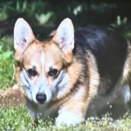 Willow - Pembroke Welsh Corgi