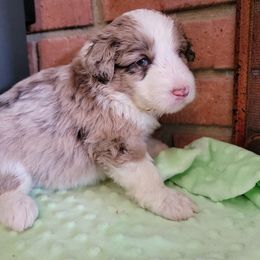 Aussiedoodle and Poodle Puppies from Waterford Doodle Farm