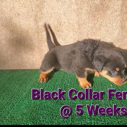 Rottweiler Puppies from Vom Haus Curbeam Rottweiler Kennel, LLC