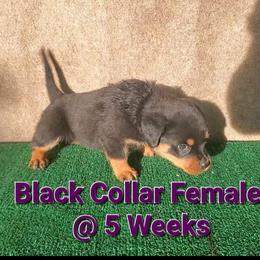 Rottweiler Puppies from Vom Haus Curbeam Rottweiler Kennel, LLC