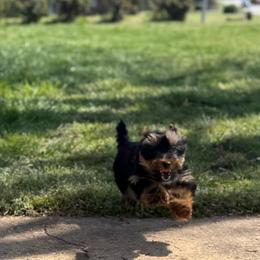 AKC Tonka - Black and gold male Yorkshire Terrier puppy in Taylorsville, North Carolina from SilverLining highlands and hounds