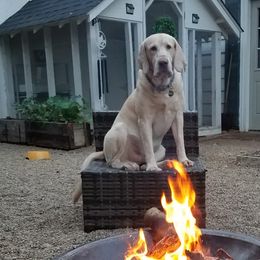Dudley - Labrador Retriever