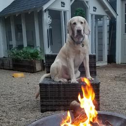 Dudley - Labrador Retriever
